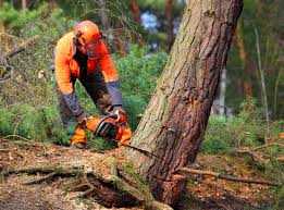 Best Arborist Consultation Services  in Superior, WI